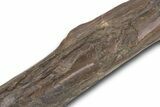 Fossil Raptor (Anzu wyliei) Tibia from Right Leg - Montana #379505-5